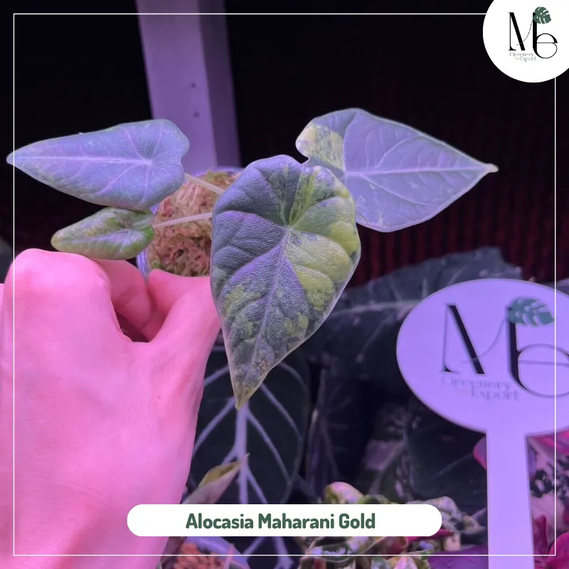 Alocasia Maharani Gold