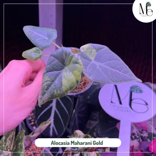 Alocasia Maharani Gold