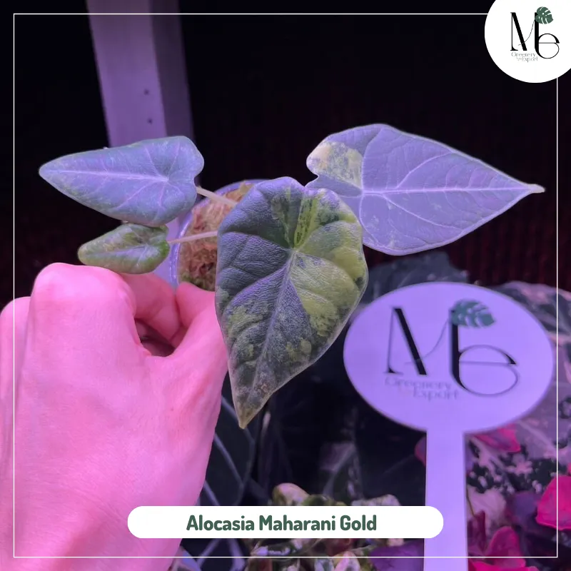 Alocasia Maharani Gold