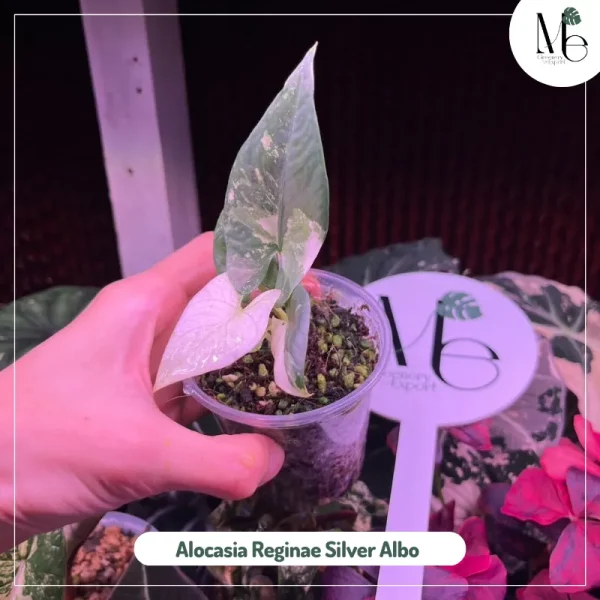 Alocasia Reginae Silver Albo