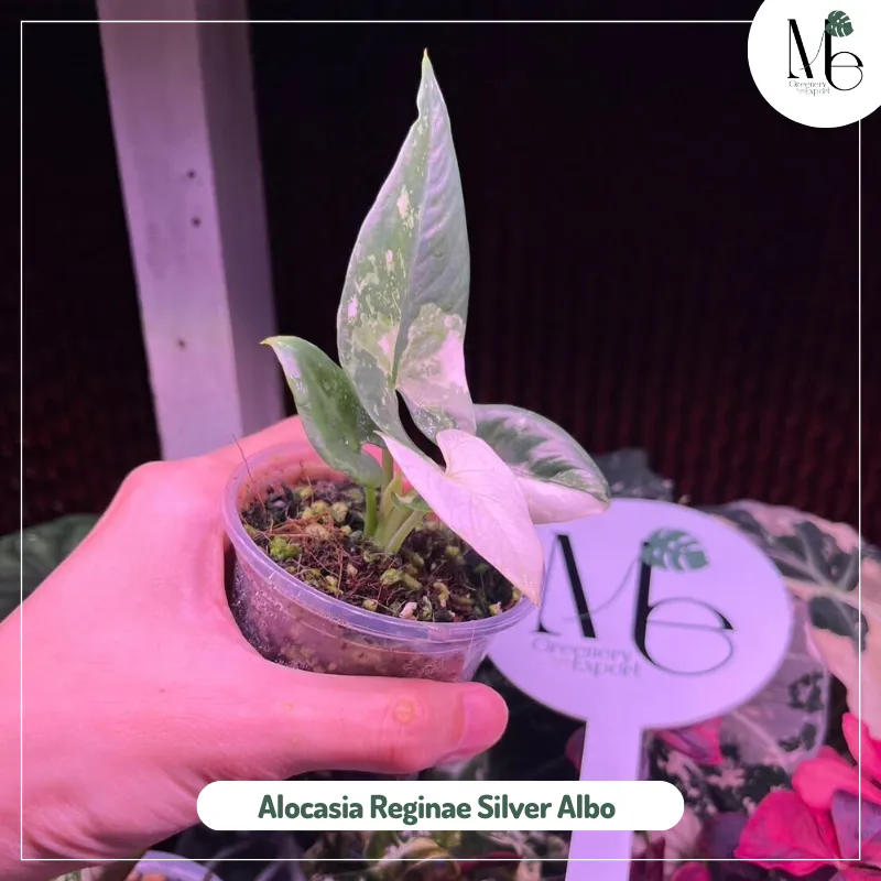 Alocasia Reginae Silver Albo