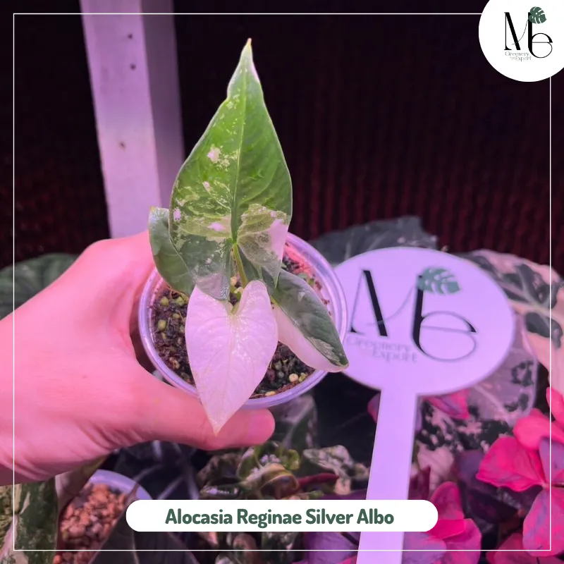 Alocasia Reginae Silver Albo