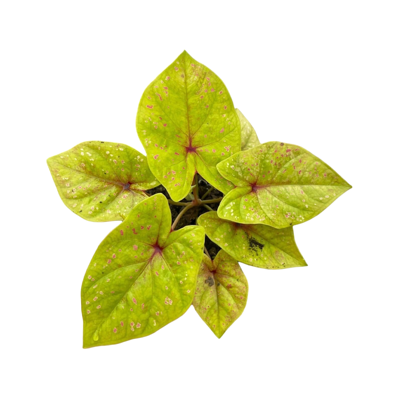 Caladium Chumrearnsuk