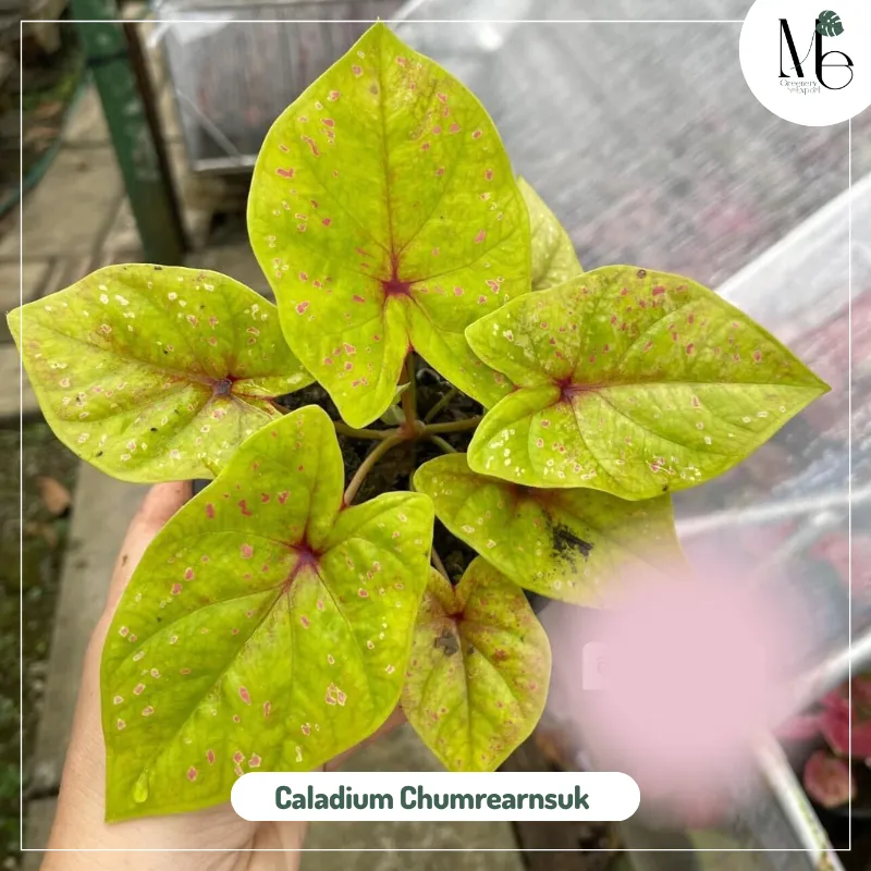 Caladium Chumrearnsuk