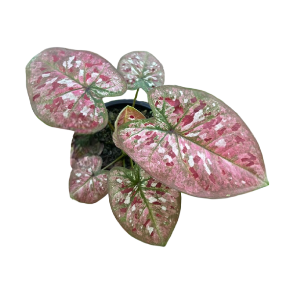 Caladium That Bang Kaew