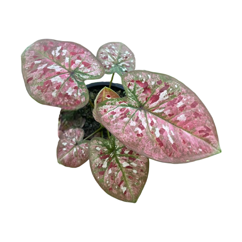 Caladium That Bang Kaew