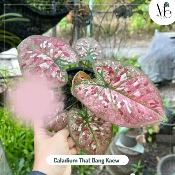 Caladium That Bang Kaew