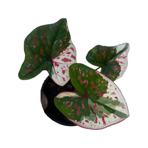 Caladium Thevasuwan