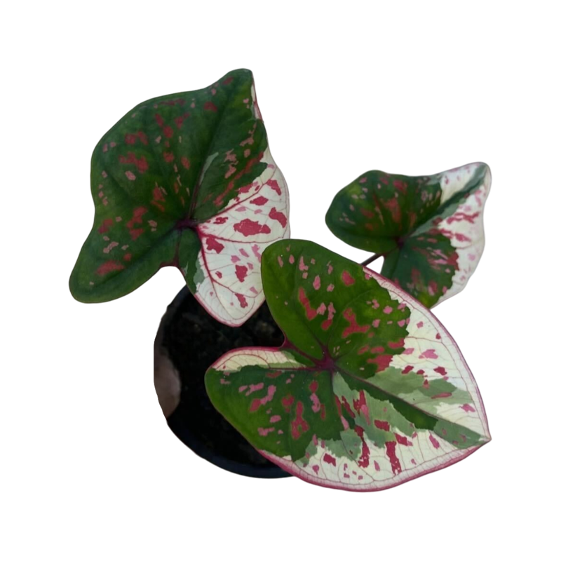 Caladium Thevasuwan