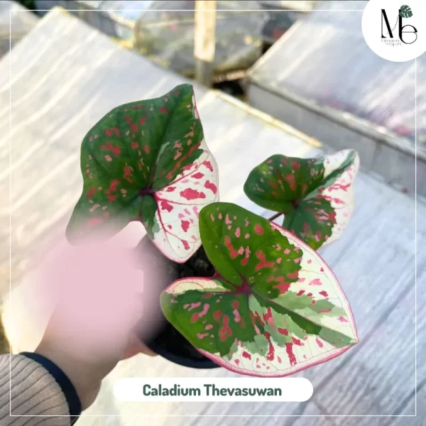 Caladium Thevasuwan