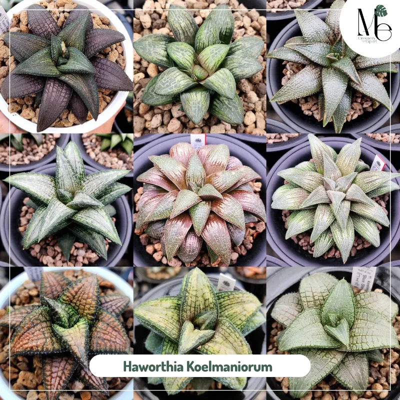 Haworthia Koelmaniorum 