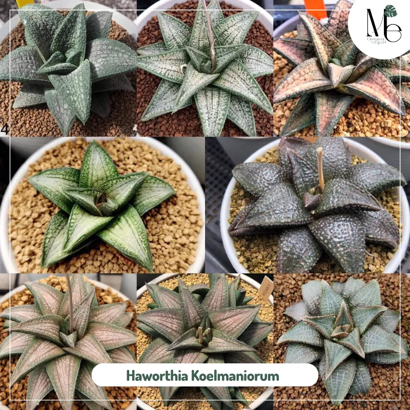 Haworthia Koelmaniorum 