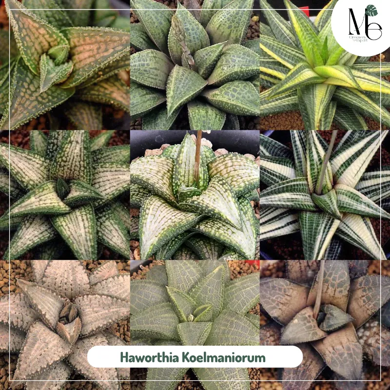 Haworthia Koelmaniorum 