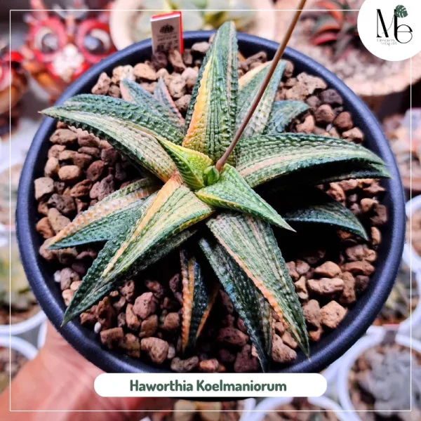 Haworthia Koelmaniorum 