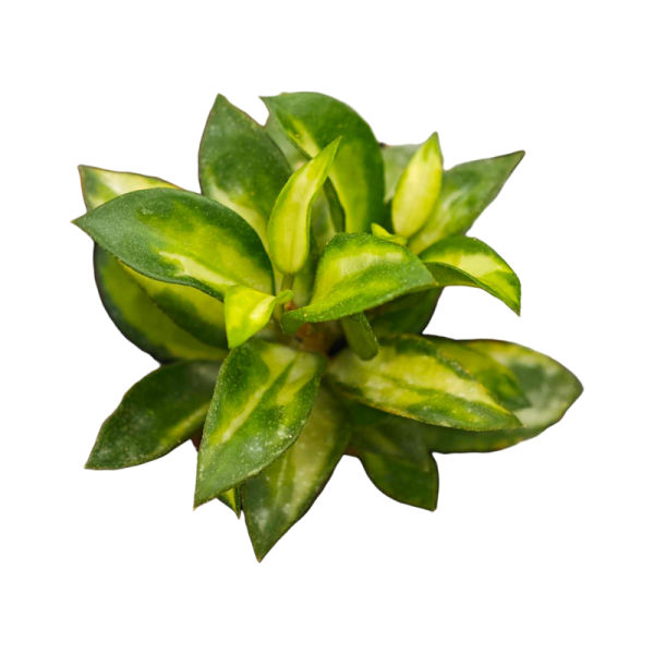 Hoya Lacunosa Bruno Variegated 