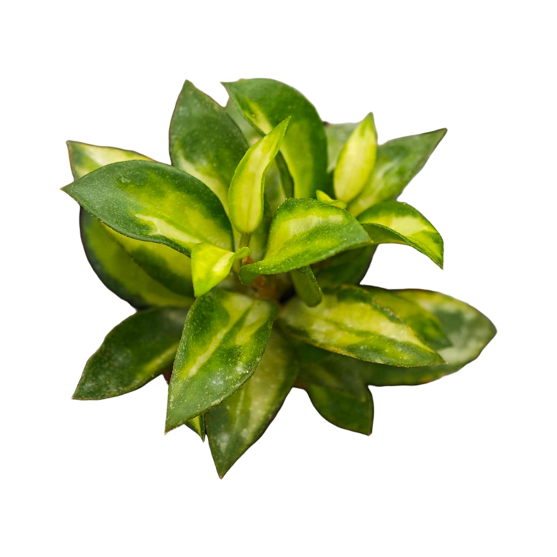 Hoya Lacunosa Bruno Variegated 