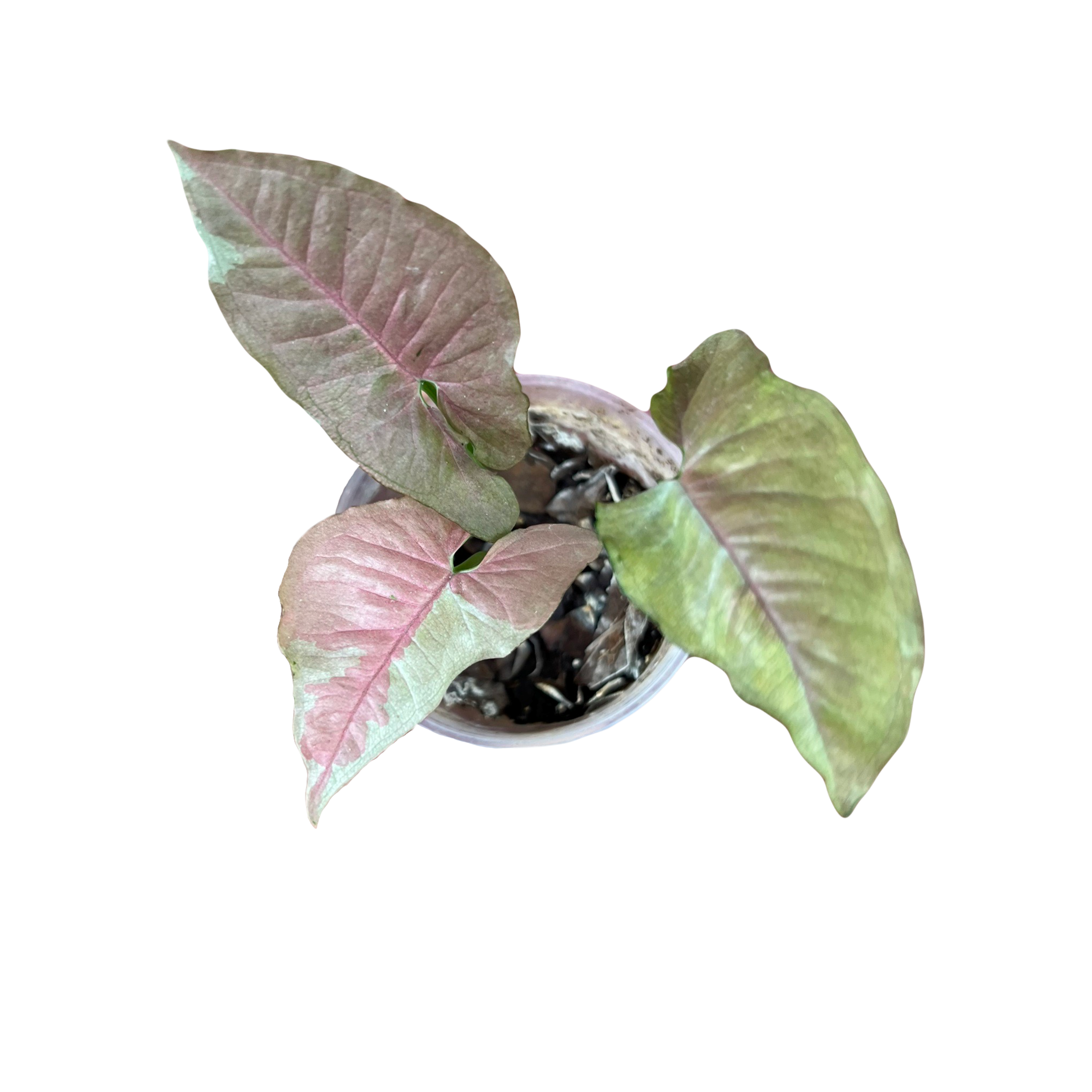 Syngonium Pink Jade Unicon