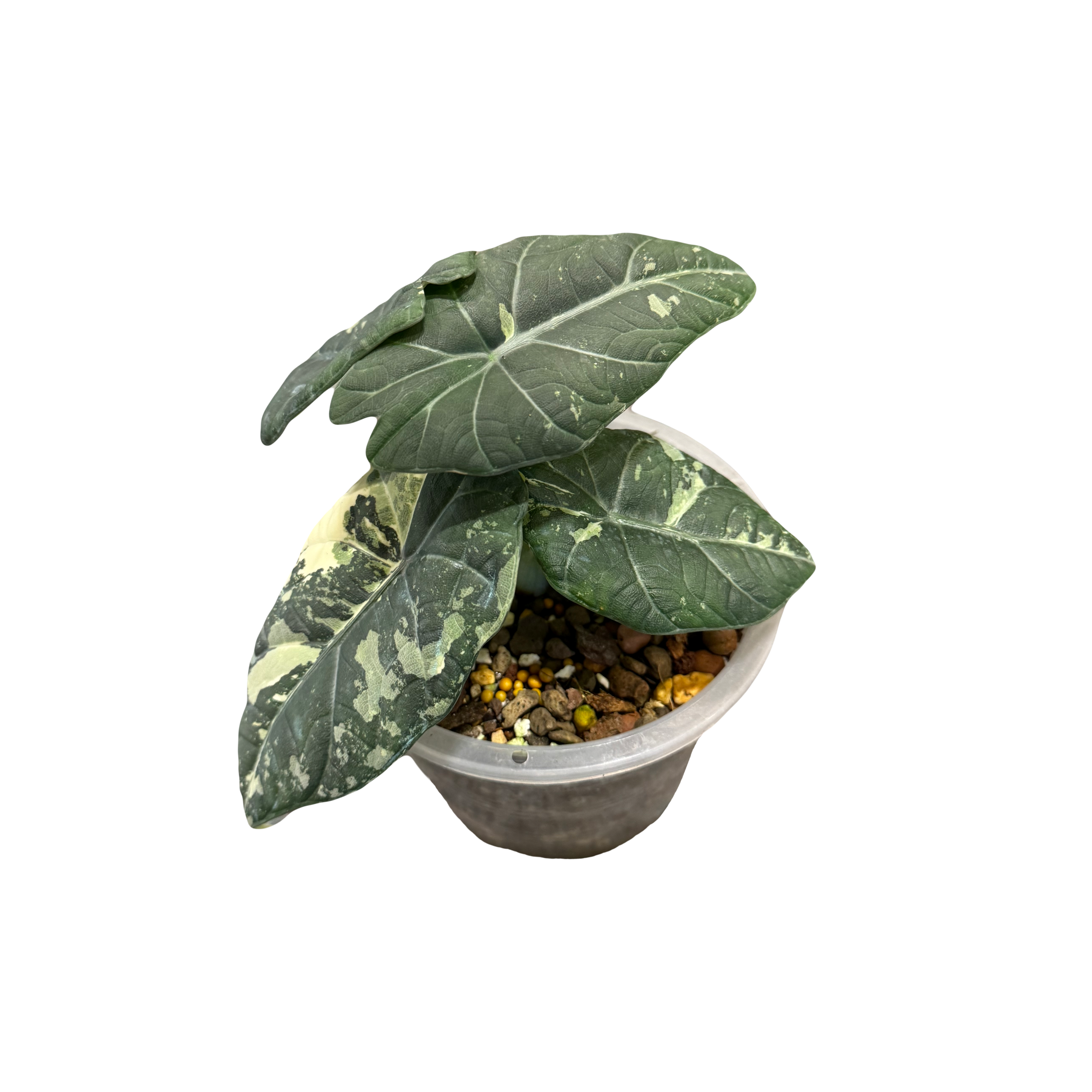 Alocasia Maharani Variegated