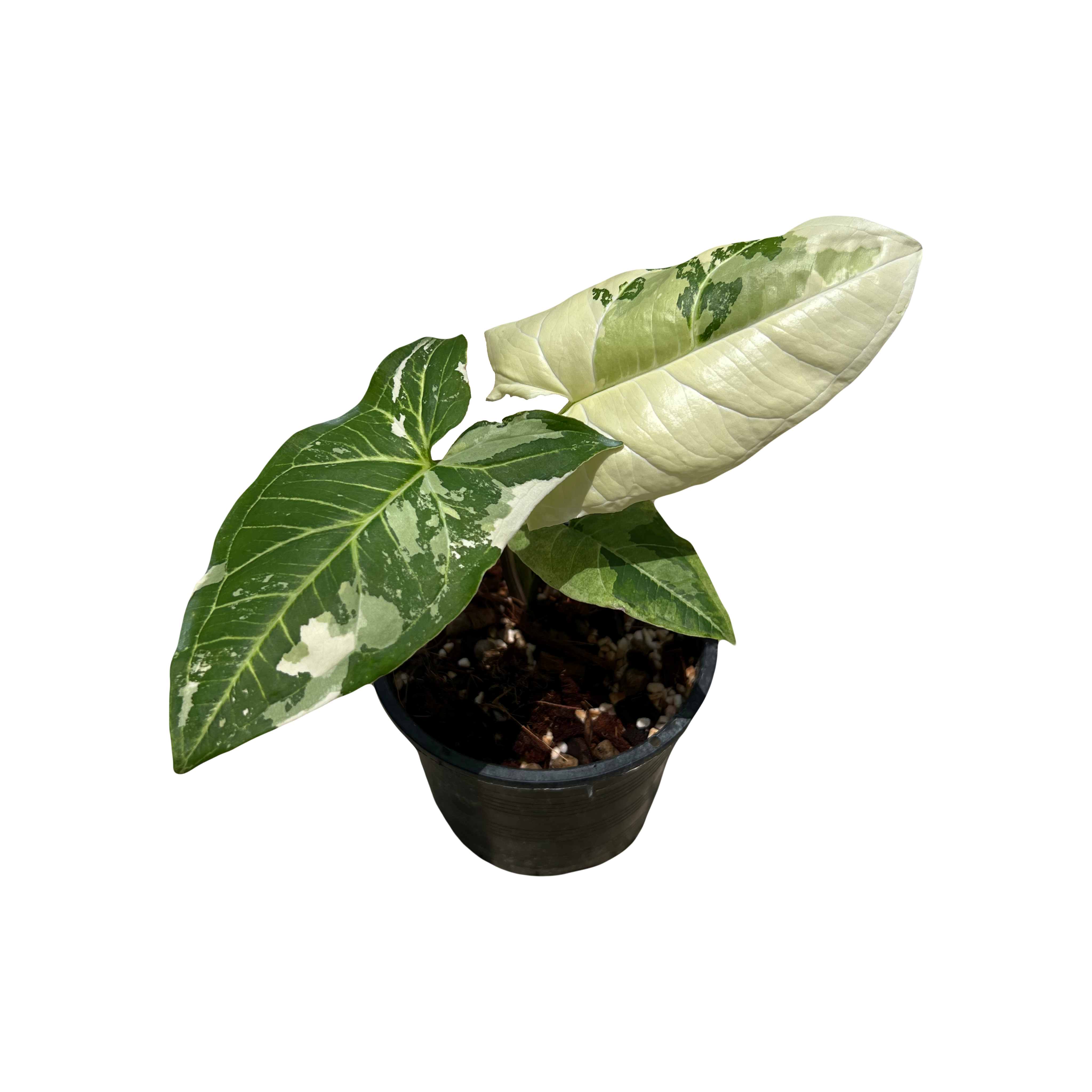 Syngonium Batik Variegated