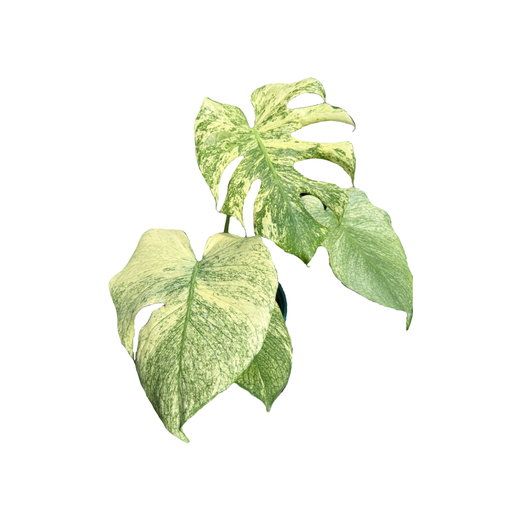 MagicEraser_5671119_180049-