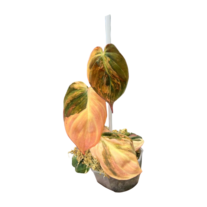 Philodendron Micans Pink/Orange Variegated