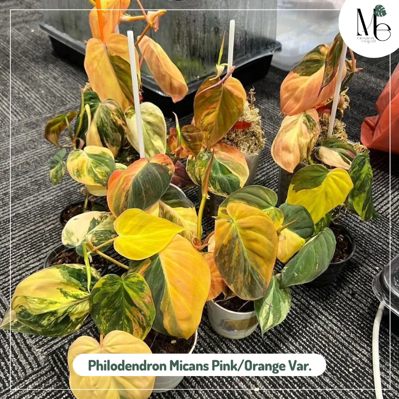 Philodendron Micans Pink/Orange Variegated