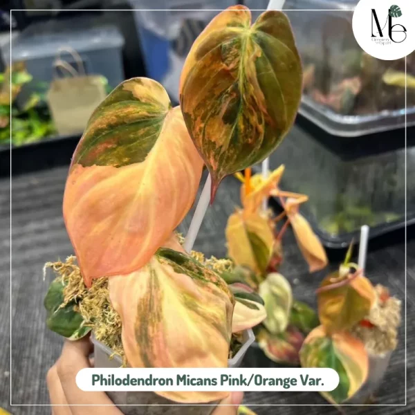 Philodendron Micans Pink/Orange Variegated