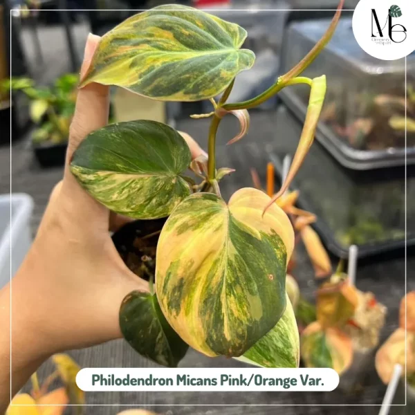 Philodendron Micans Pink/Orange Variegated