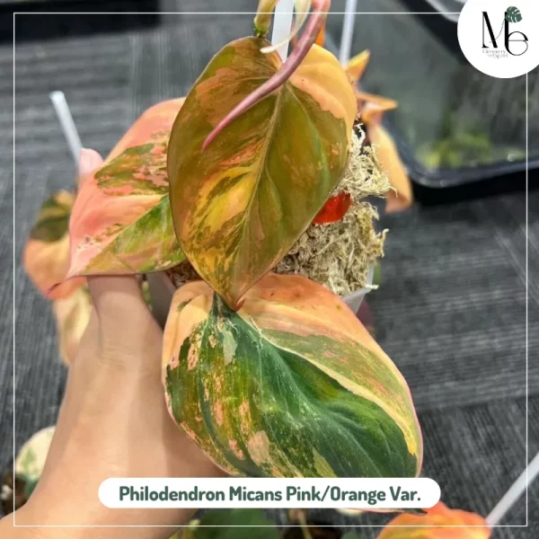 Philodendron Micans Pink/Orange Variegated