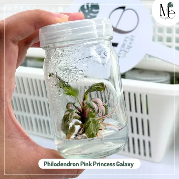 Philodendron Pink Princess Galaxy (TC)