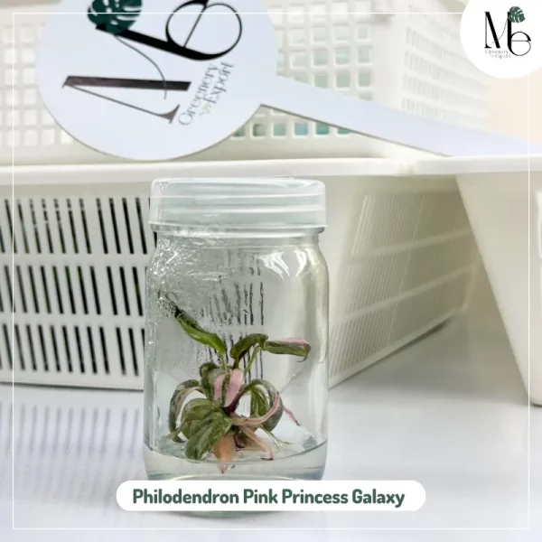 Philodendron Pink Princess Galaxy (TC)