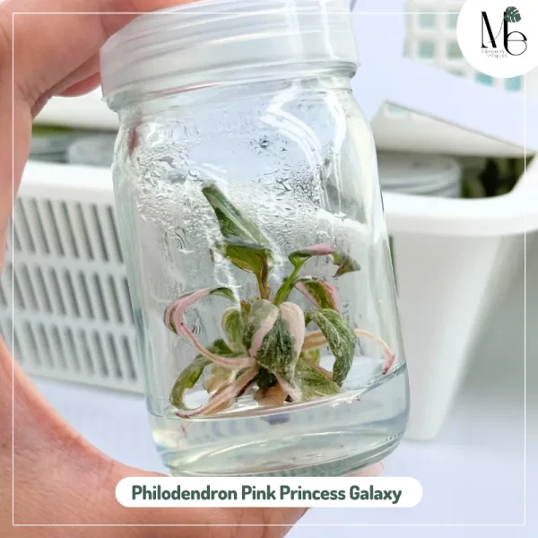 Philodendron Pink Princess Galaxy (TC)