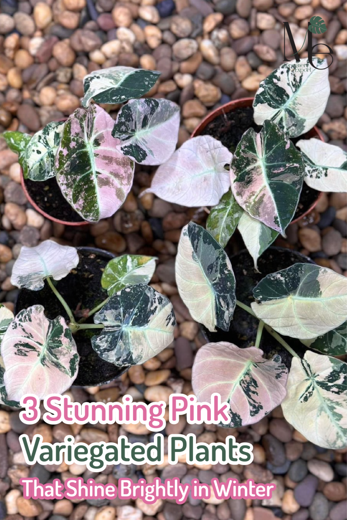 3 ไม้ด่างชมพูที่งามเป็นพิเศษช่วงหน้าหนาวPink Variegated Plants 