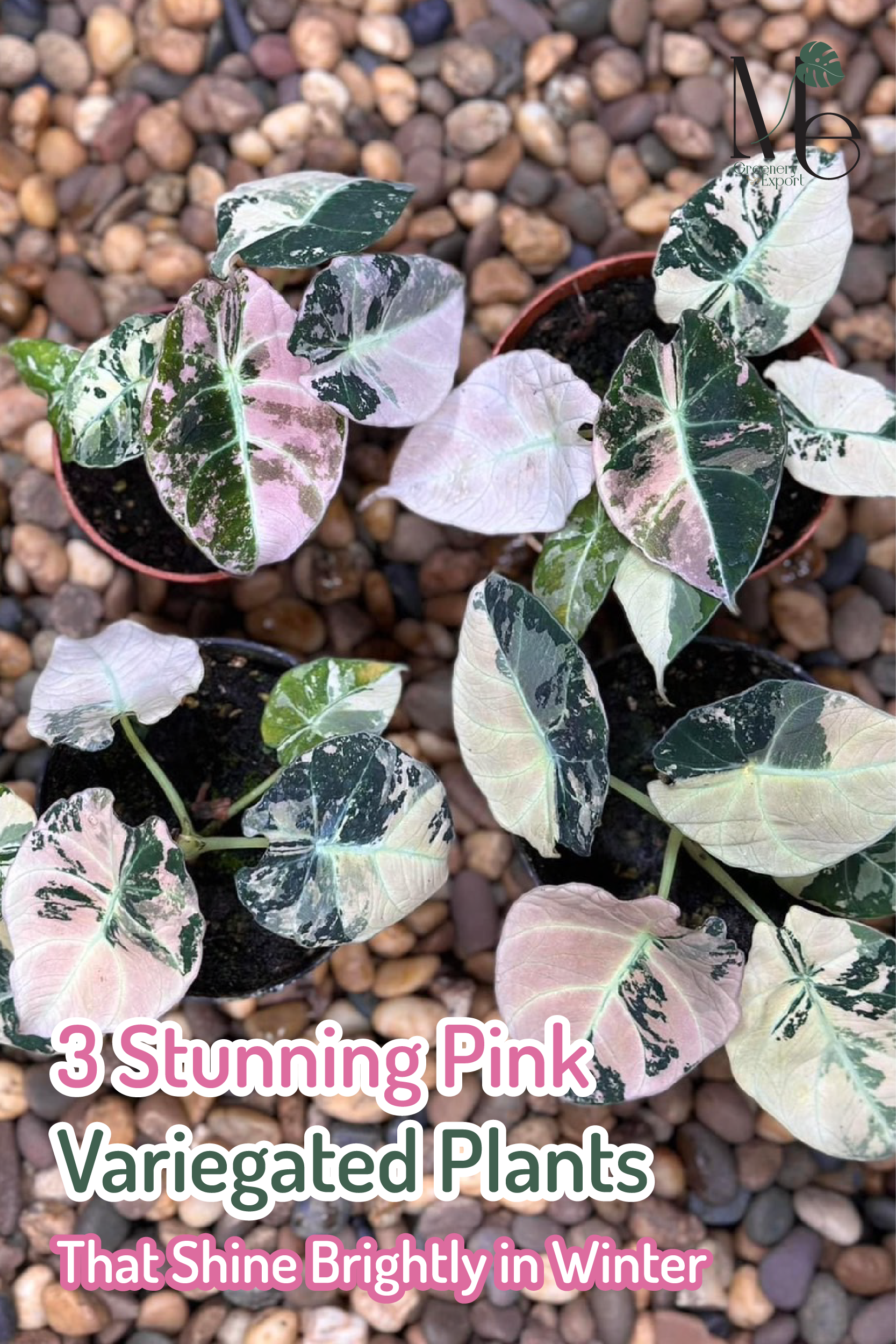 3 ไม้ด่างชมพูที่งามเป็นพิเศษช่วงหน้าหนาว Pink Variegated Plants