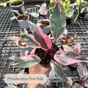 Philodendron Pink Malti 