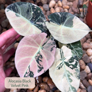 Alocasia Black Velvet Pink