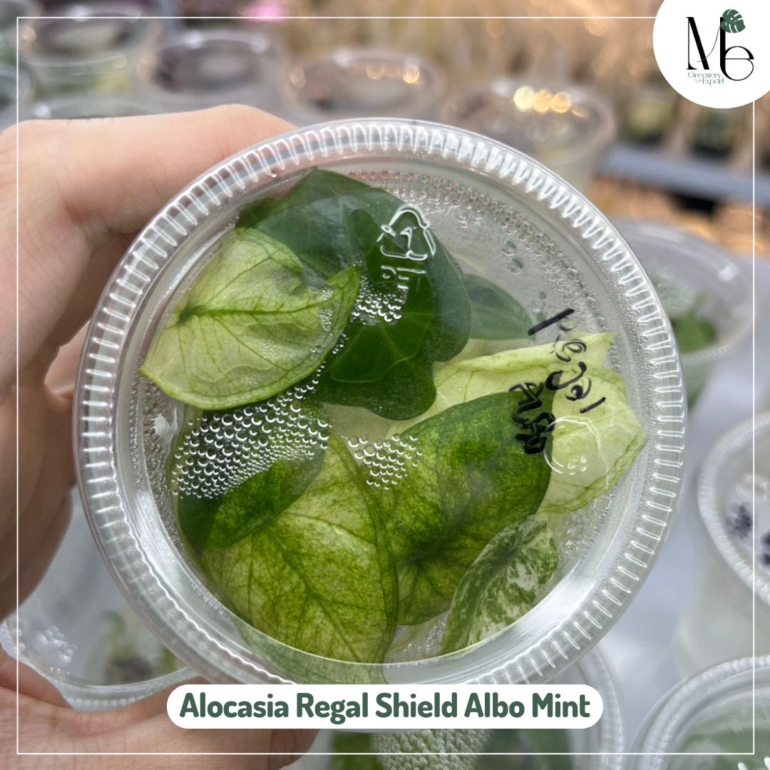 Alocasia Regal Shield Albo Mint (TC)