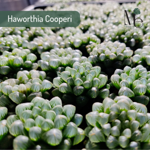 Haworthia Cooperi