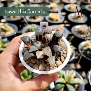 ฮาโวเทียม้าตัด Haworthia Correcta, Haworthia Trungata, Haworthia Maughanii