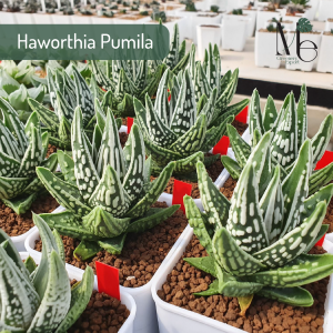 ฮาโวเทียม้าลาย Haworthia Fasciata, Haworthia Attenuata, Haworthia Maxima, Haworthia Pumila