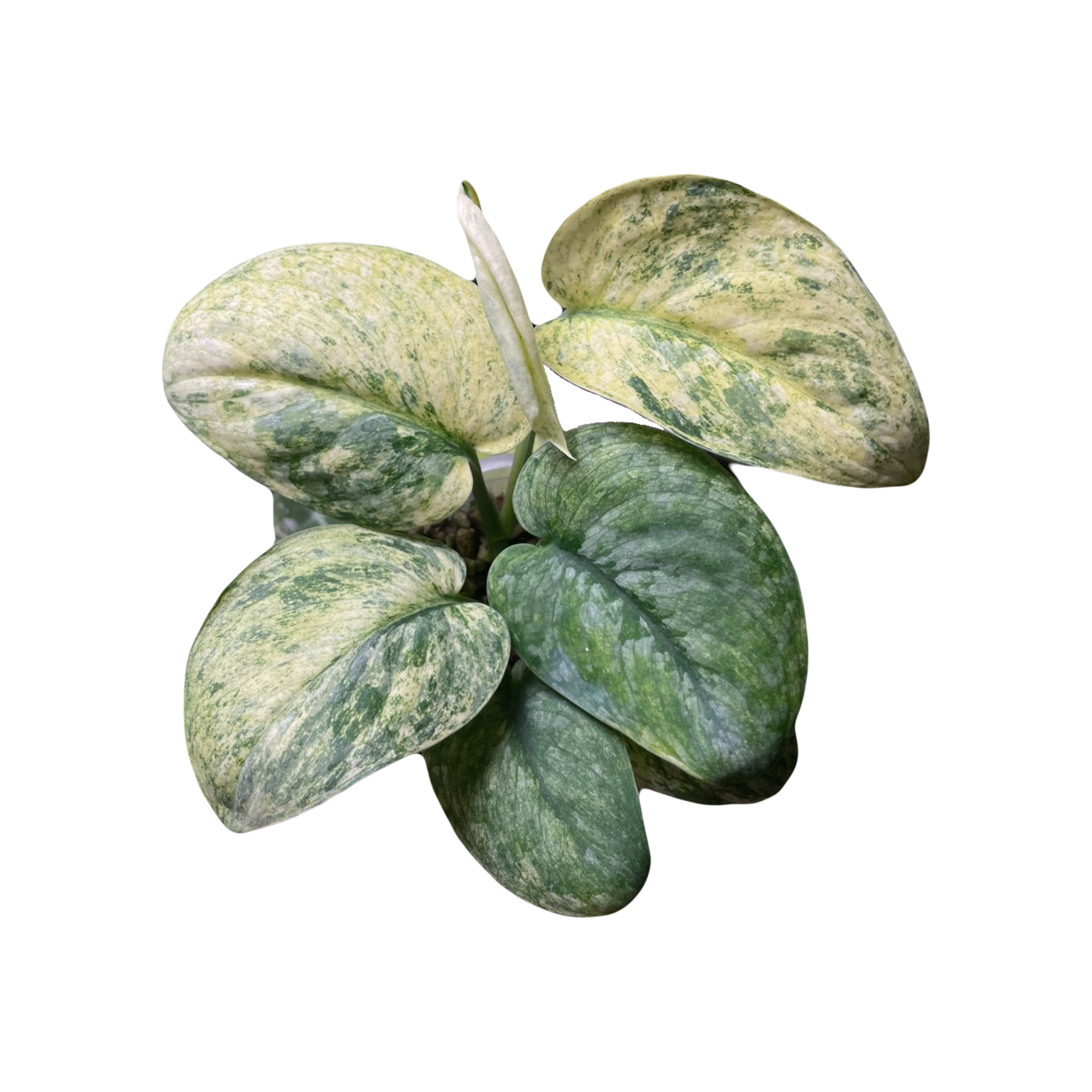 Scindapsus Silver Dark Cloud Variegated