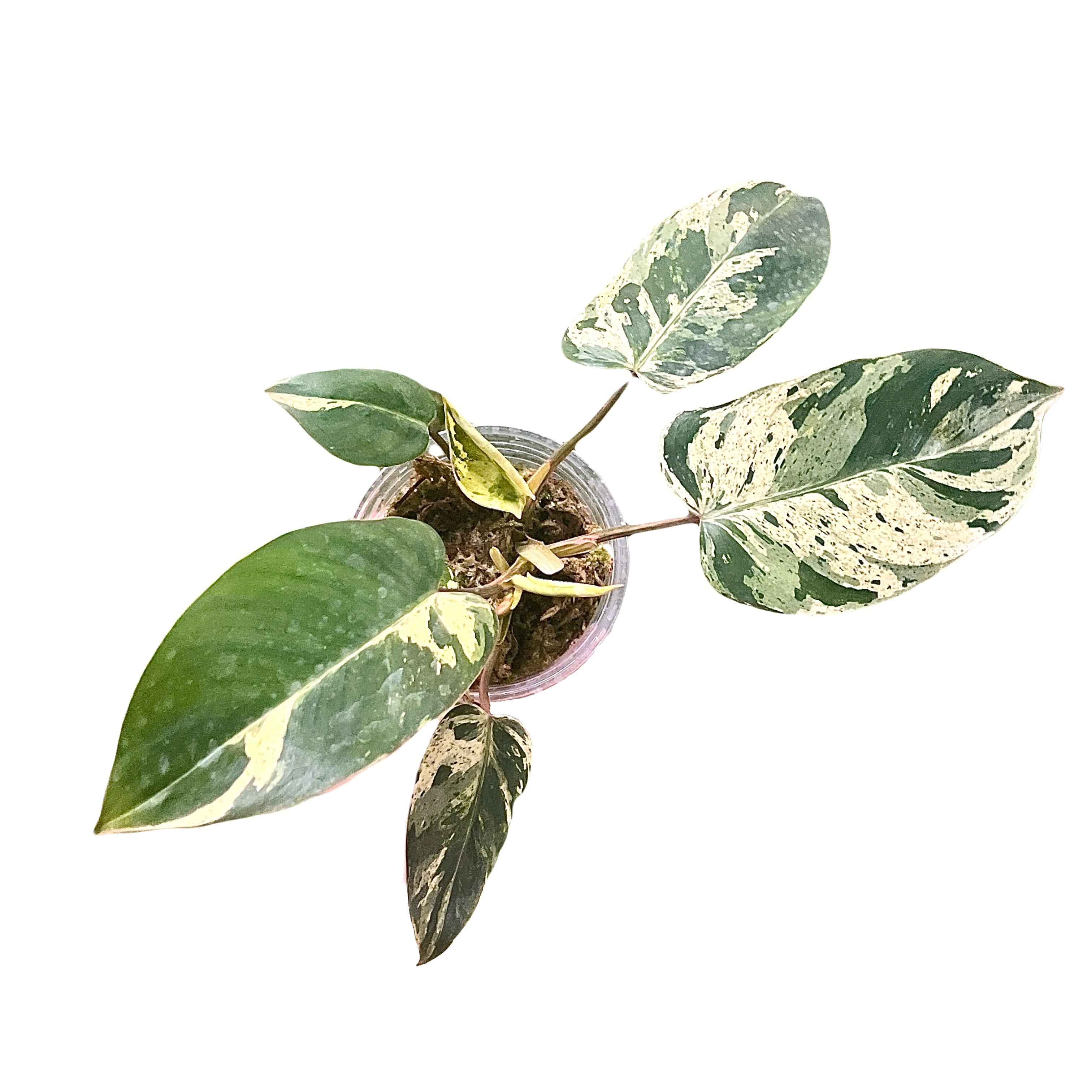 Philodendron Emerald Queen Variegated