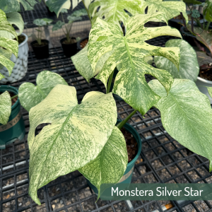 มอนสเตอร่า ซิลเวอร์ สตาร์ (Monstera Silver Star)