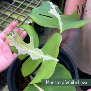 มอนสเตอร่า ไวท์ ลาวา (Monstera White Lava)