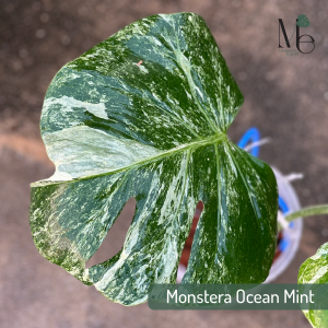 มอนสเตอร่า โอเชี่ยน มิ้นท์ (Monstera Ocean Mint)