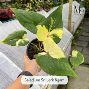 บอนศรีฤกษ์งาม (Caladium Sri Lerk Ngam)