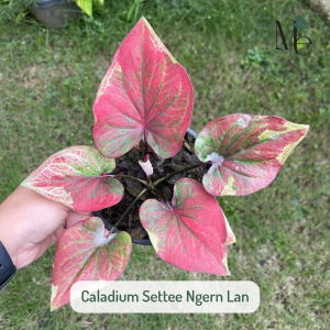 บอนเศรษฐีเงินล้าน (Caladium Settee Ngern Lan)