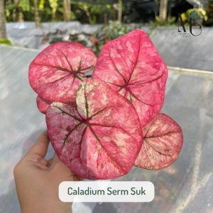 บอนเสริมสุข (Caladium Serm Suk)