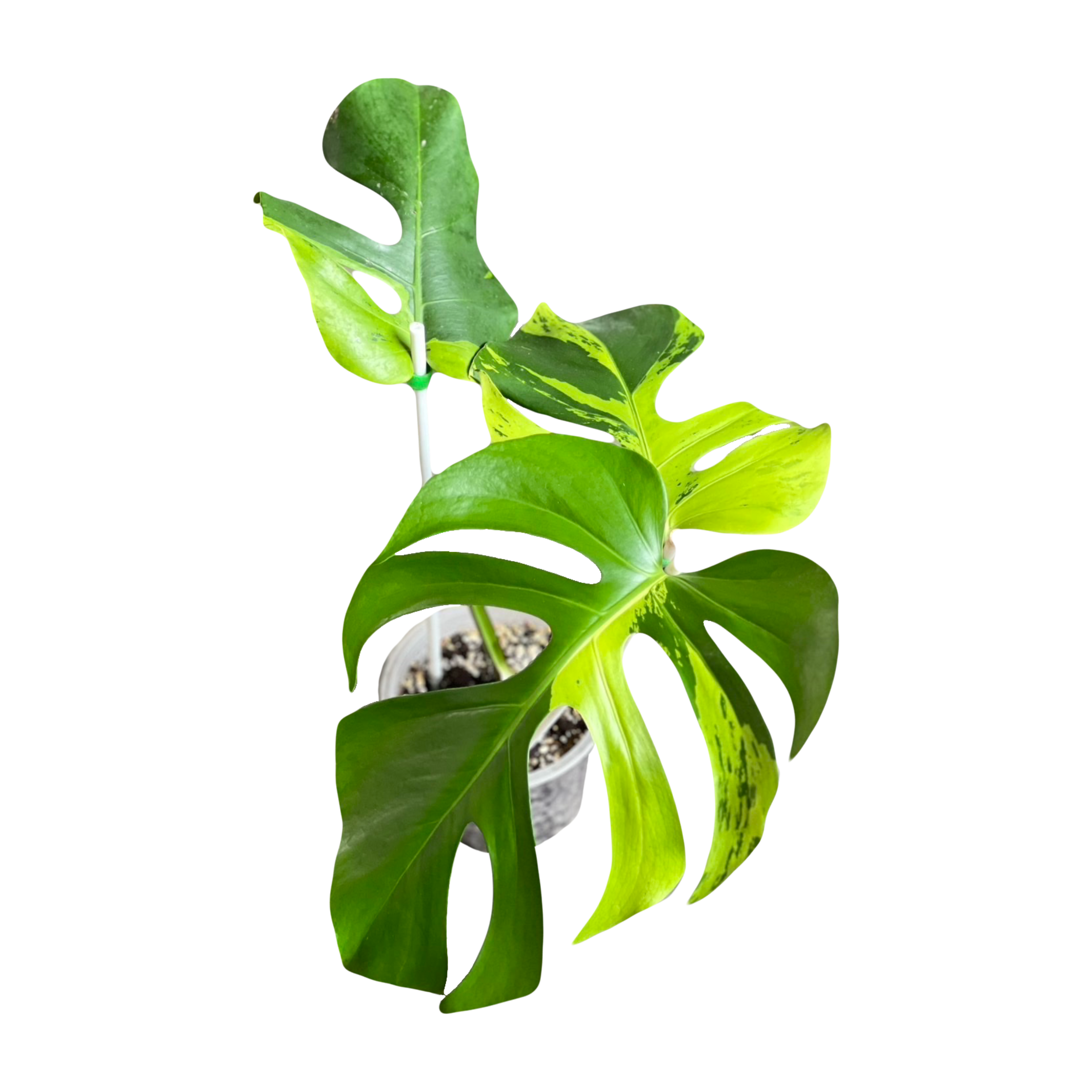 Monstera Light Lime