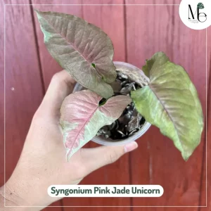 เงินไหลมาพิ้งค์ เจด ยูนิคอน (Syngonium Pink Jade Unicorn)